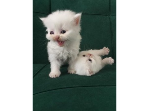 Baba secereli safkan british shorthair yavrular