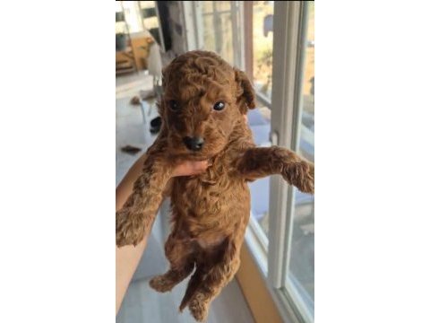 Poodle prens ve prensesler
