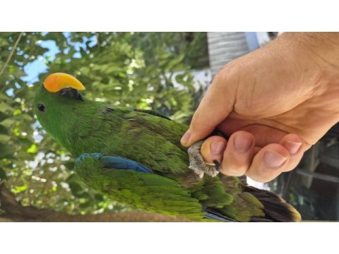 Evcilikte sınır yok eclectus papağanımız