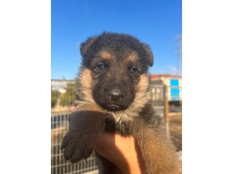 2 aylık safkan dişi alman çoban köpeği son yavru