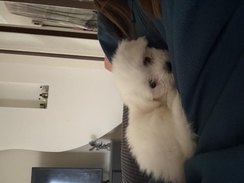 2.5 aylık yavru terrier