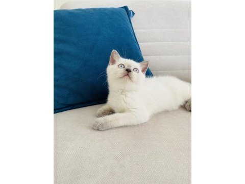 2 aylık blue point british shorthair dişi yavru