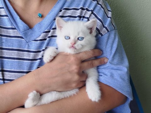 British shorthair safkan dişi yavru
