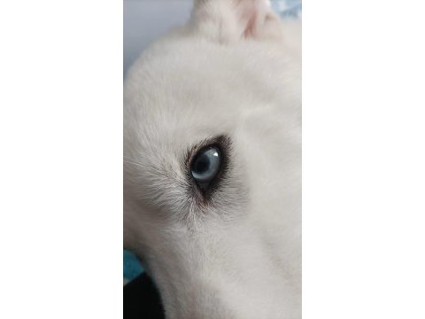 6 aylık erkek husky