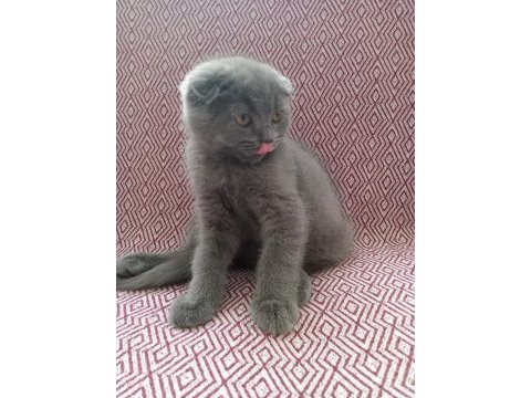 Uygun sahiplendirilecek scottish fold