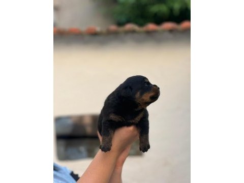 Varsa daha iyisi oda annesi rottweiler