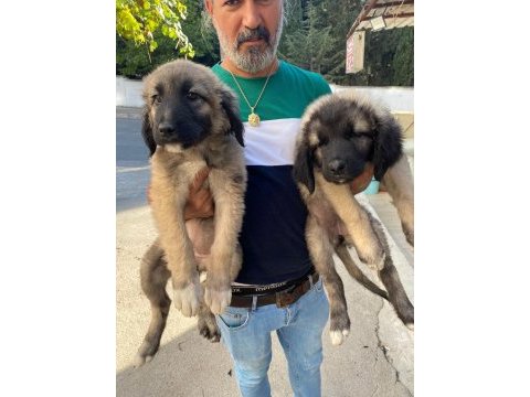 Üst düzey kaliteli karabaş yavruları 2dişi