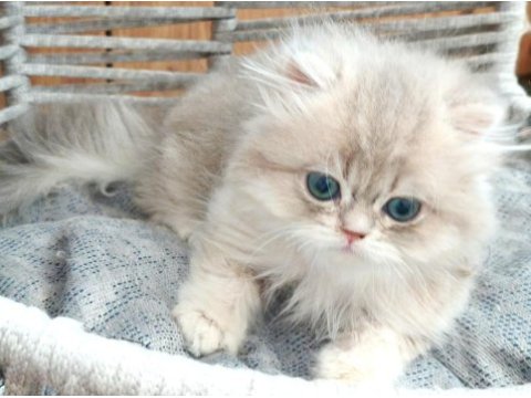 British longhair safkan
