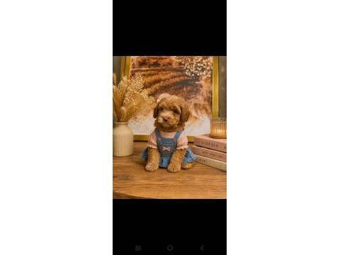 Kucuk seker poodle mınıkler