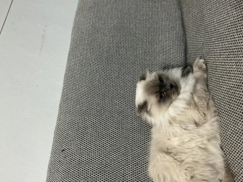 Uysal blue point dişi scottish fold