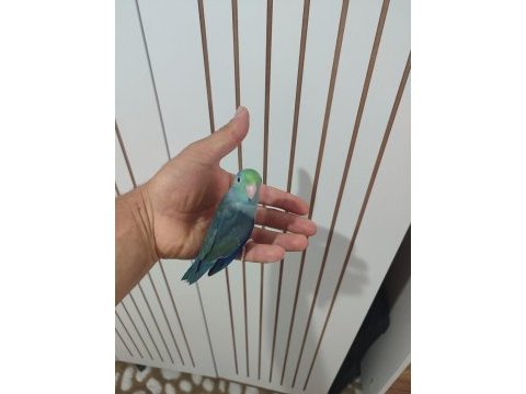Renk renk forpus papağanı