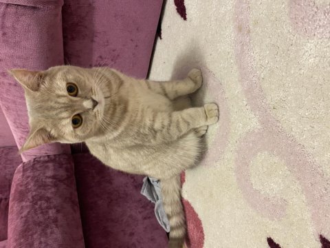 British shorthair ücretsiz sahiplendirme