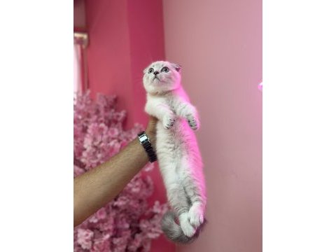 Aşılı tuvalet egıtımlı scottish fold bebeklerimiz