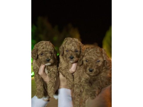 Baldan tatlı yarışma kalitesinde poodle bebekler