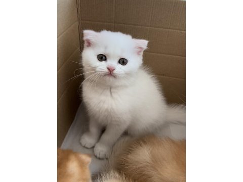 Scottish fold 2 aylık yavru kedimiz