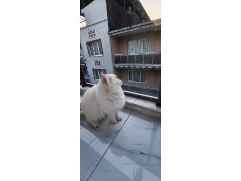 Uysal sevimli british shorthair kedimize yuva arıyoruz