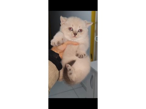 British shorthair yavrumuz