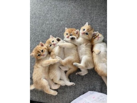 Yavru british shorthair kediler