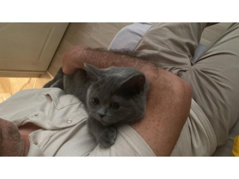 Çiftleştirecek erkek british shorthair arıyoruz