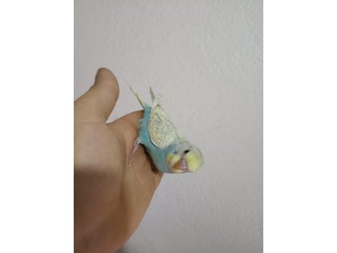 Ele alışkın yavru muhabbet kuşları