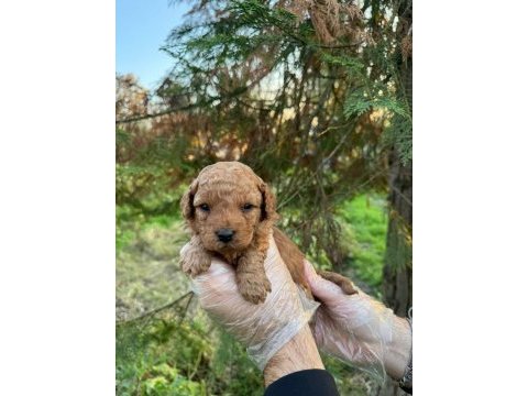 A kalite toy poodle yavrularımız