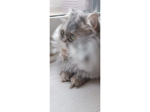 Erkek chinchilla cinsi kedimiz