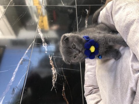 Scottish fold erkek yavru