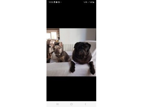 Black pug mops