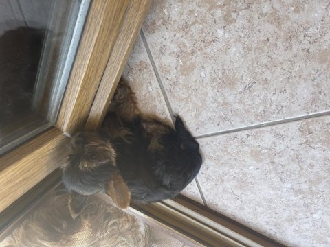 Safkan minik yorkshire terrier