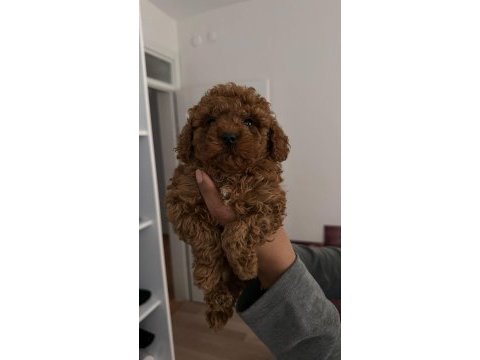 Toy poodle bebekleri 3 aylık