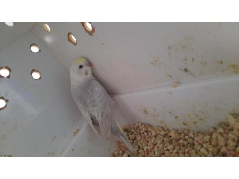 Yavru yeme düşmüş rainbow muhabbet kuşu