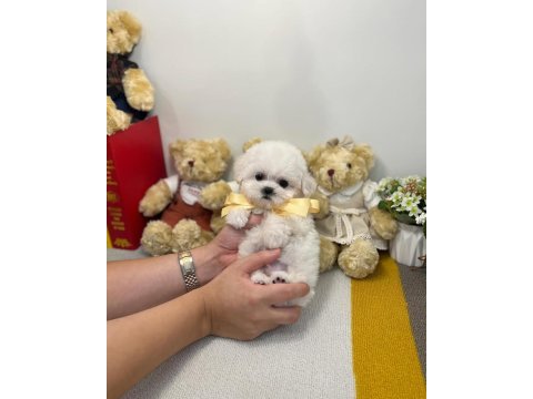 Bichon frise uygun bebekler