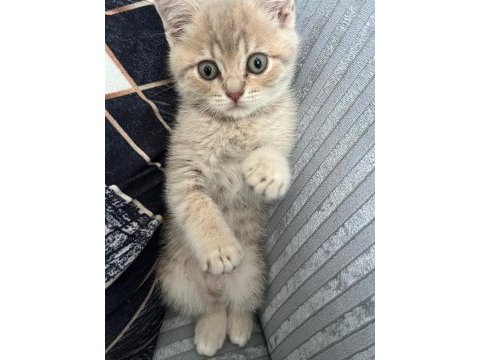 3 aylık erkek oynak ve tatlı bir kedidir