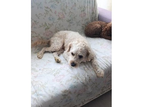 Ücretsiz maltipoo 2 yaşında