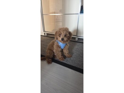 4.5 aylık erkek ped eğitimli aşılı toy poodle
