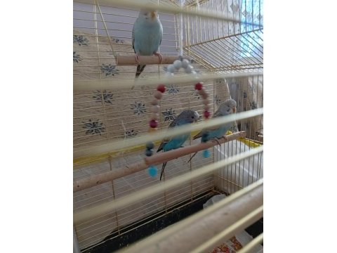 3 aylık yavru çek muhabbet kuşları