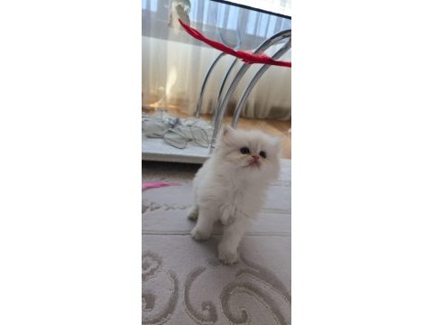 Yurtdışı kaliteli aile kedileri düşük arayan ulaşmasın