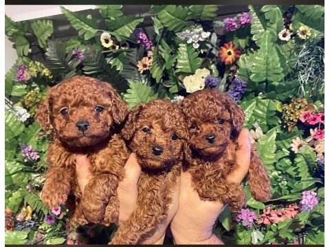 Toy poodle ev ortamında yavrular