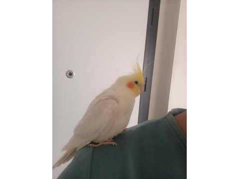 1 çift tamamen evcil sultan papağanları