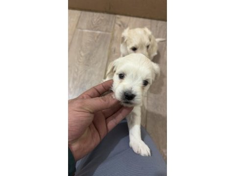 Orijinal ırk maltese terrier