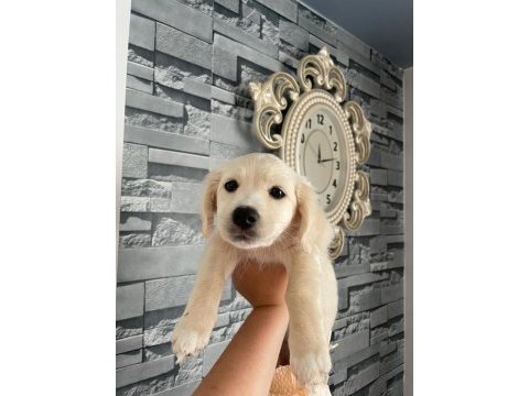 Miya sevgi delisi ve oyuncudur 2 aylık köpeğimiz