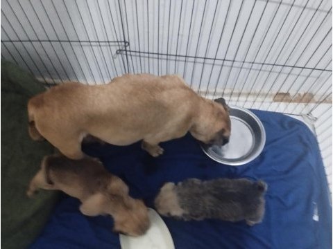 1 aylık pug anne eğitimli 3 erkek 1 dişi