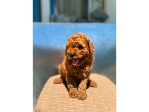 Toy poodle yavrular ırk sağlık garantili