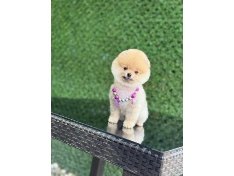 Show kalite pomeranian boo yavrular