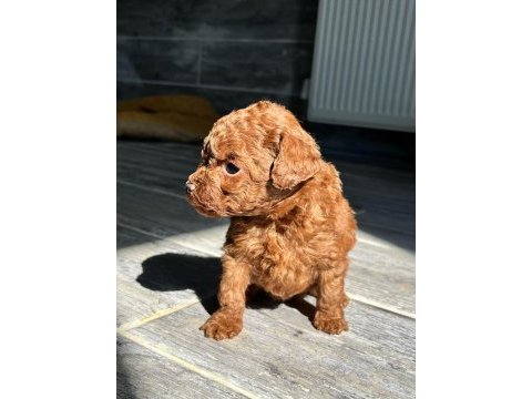 Kore red-brown toy poodle yavrularımız