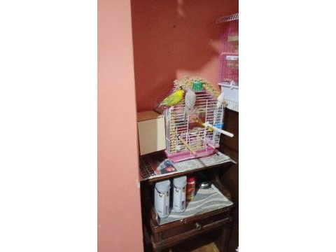 Dişi ve erkek çift muhabbet kuşu yumurtaları ile