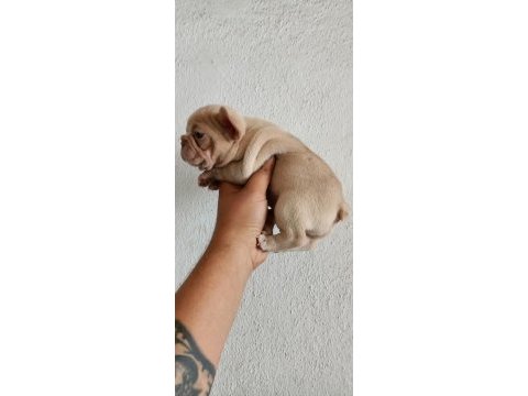 Egzotik french bulldog bebekler
