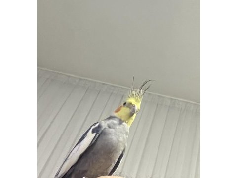Susmak bilmeyen 1 yaşında ele alışık sultan papağanı