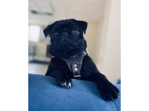 9 aylık erkek pug