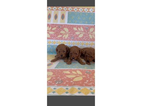 Orjinal toy poodle yavrular